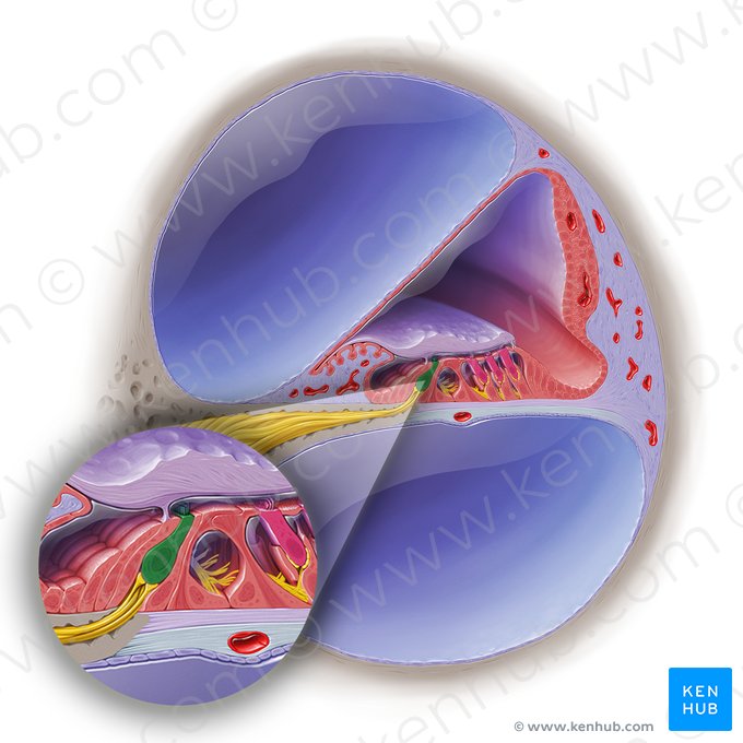 Célula ciliada interna do órgão espiral (Cochleocytus internus organi spiralis); Imagem: Paul Kim