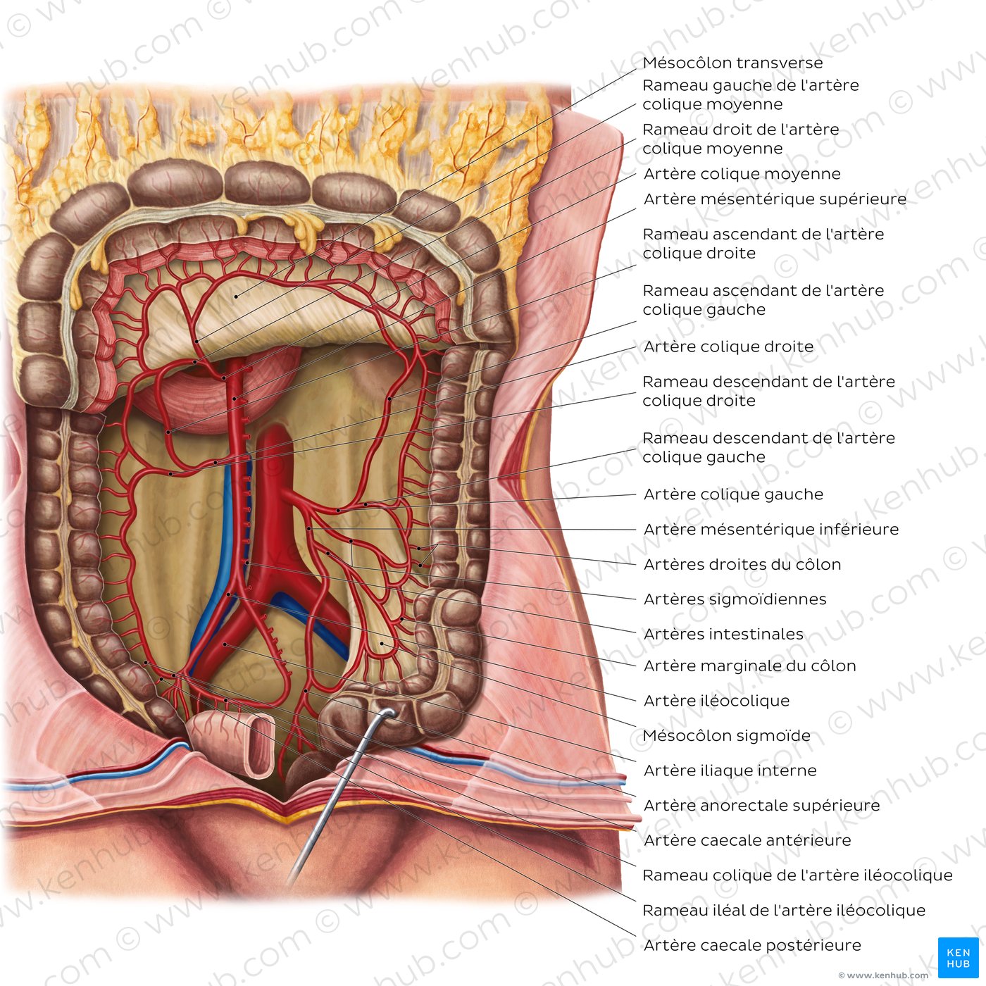 Arteries of the large intestine