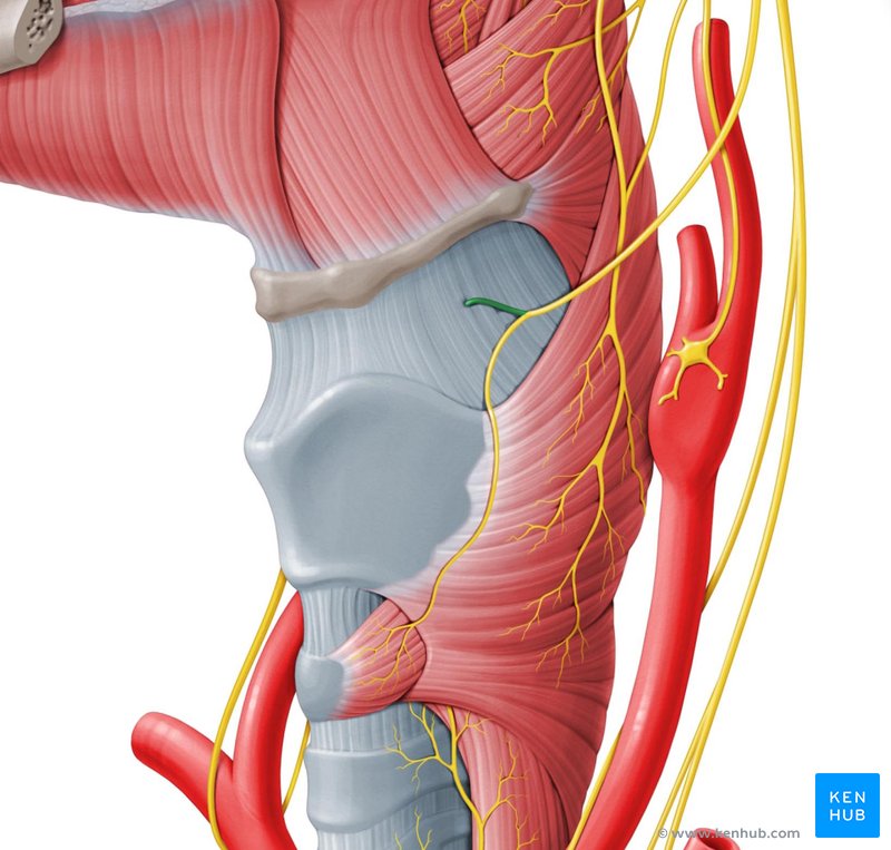 Internal laryngeal nerve - lateral-left view
