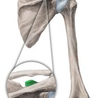 Coracoid process of scapula