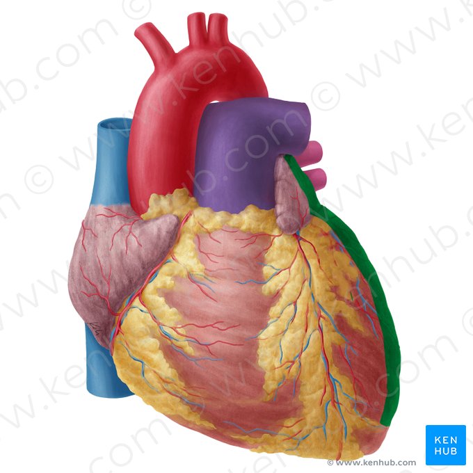 Left border of heart (Margo sinister cordis); Image: Yousun Koh