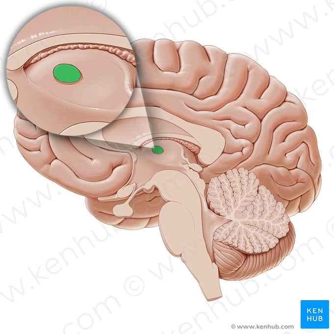 Interthalamic adhesion (Adhesio interthalamica); Image: Paul Kim