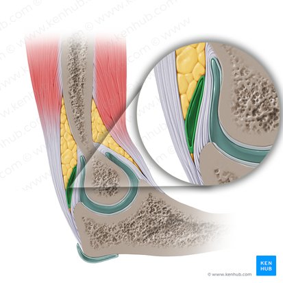 Bursa subtendinea musculi tricipitis brachii (Sehnenschleimbeutel des dreiköpfigen Oberarmmuskels); Bild: Paul Kim