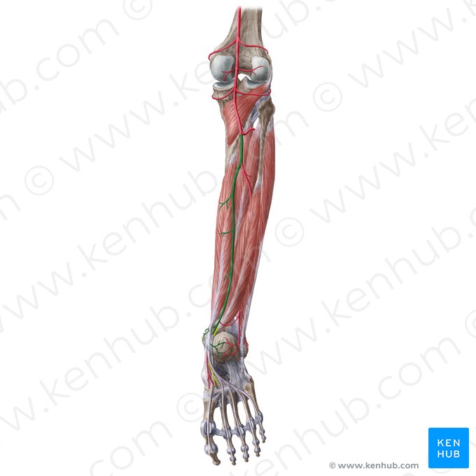 Artéria tibial posterior (Arteria tibialis posterior); Imagem: Liene Znotina