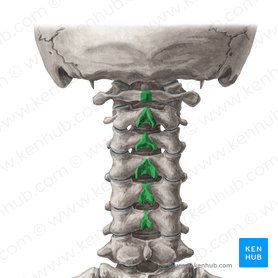 Procesos espinosos de las vértebras C1-C6 (Processus spinosi vertebrarum C1-C6); Imagen: Yousun Koh
