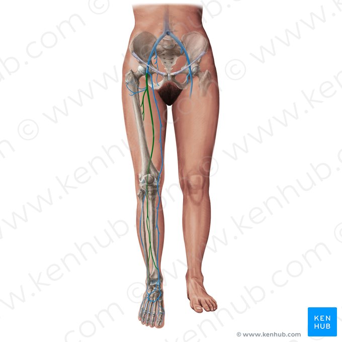 Deep veins of lower limb (Venae profundae membri inferioris); Image: Paul Kim