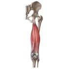 Muscles of the posterior thigh and the hamstrings