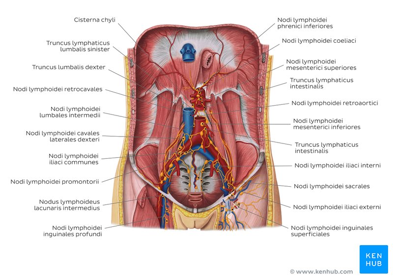Lymphknoten des Abdomen und Beckens