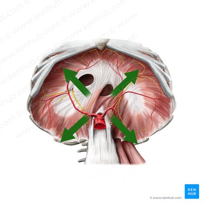 Periférico (Periphericus); Imagen: Paul Kim