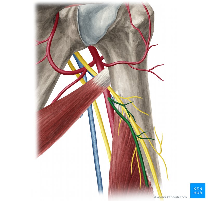 Deep brachial artery (Arteria profunda brachii)