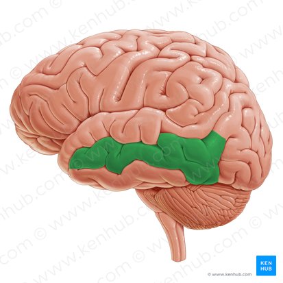 Gyrus temporalis medius (Mittlere Schläfenwindung); Bild: Paul Kim