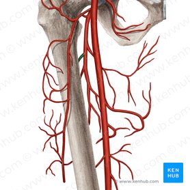 First femoral perforating artery (Arteria perforans prima femoris); Image: Rebecca Betts