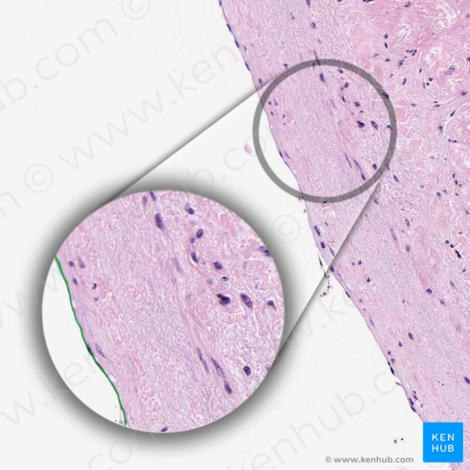 Endotélio do endocárdio (Endothelium endocardiacum); Imagem: 