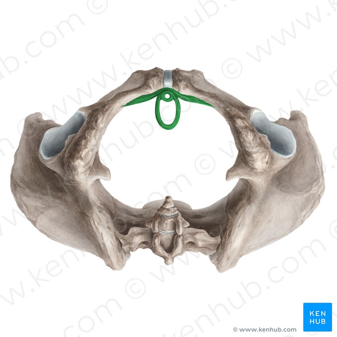 Musculus sphincter externus urethrae (femininus) (Äußerer Harnröhrenschließmuskel der Frau); Bild: Liene Znotina