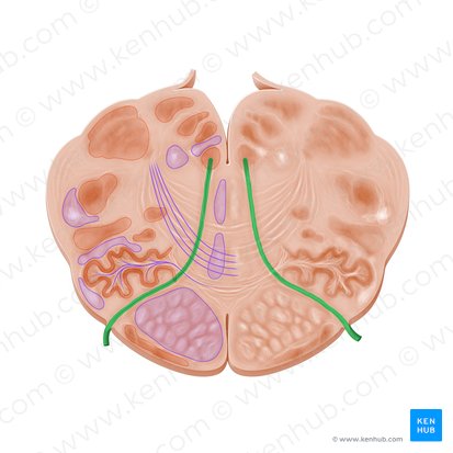 Nervus hypoglossus (Unterzungennerv); Bild: Paul Kim