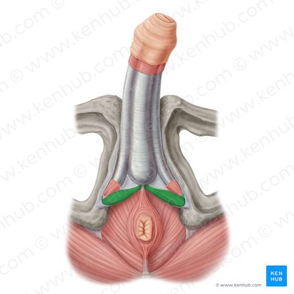 Musculus transversus superficialis perinei (Oberflächlicher querer Dammmuskel); Bild: Samantha Zimmerman