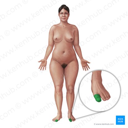 Hallux (Großer Zeh); Bild: Paul Kim
