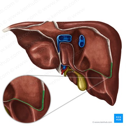 Right triangular ligament of liver (Ligamentum triangulare dextrum hepatis); Image: Irina Münstermann
