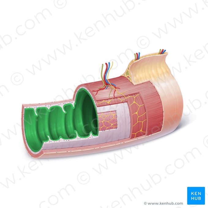 Mucosa (Tunica mucosa); Imagen: Paul Kim