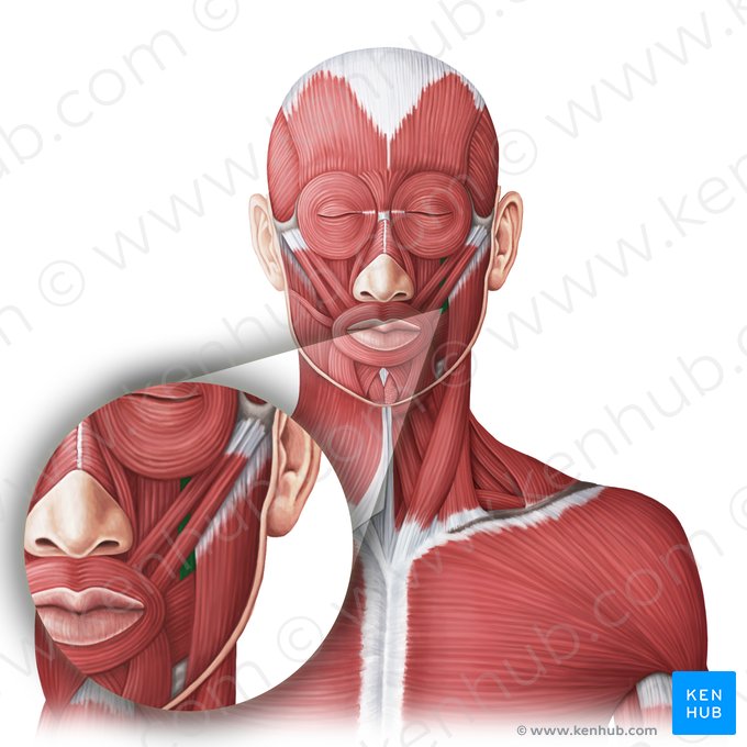 Levator anguli oris muscle (Musculus levator anguli oris); Image: Irina Münstermann