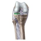 Lateral meniscus