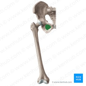 Foramen obturatum ossis coxae (Hüftloch); Bild: Liene Znotina
