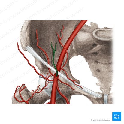 Superficial epigastric artery (Arteria epigastrica superficialis); Image: Rebecca Betts