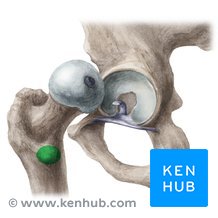 Palpation des kleinen Trochanters