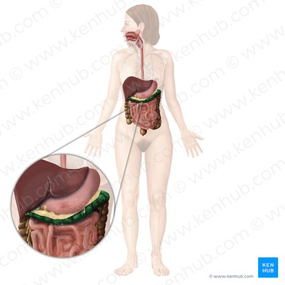 Colon transversum (Querverlaufender Dickdarm); Bild: Begoña Rodriguez