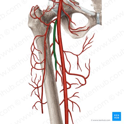 Deep femoral artery (Arteria profunda femoris); Image: Rebecca Betts