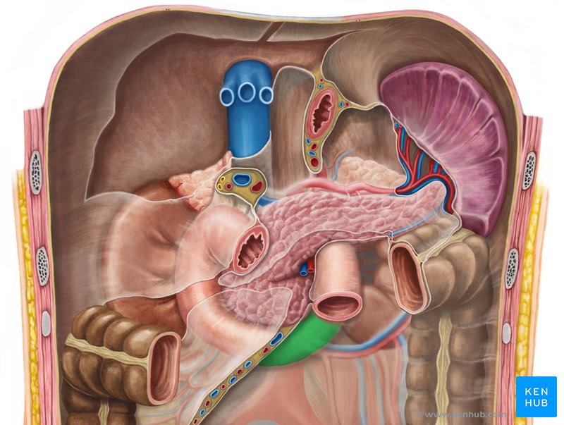 Ascending part of duodenum - ventral view