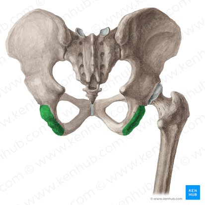 Tuberosidade isquiática (Tuber ischiadicum); Imagem: Liene Znotina