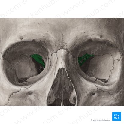 Lesser wing of sphenoid bone (Ala minor ossis sphenoidalis); Image: Yousun Koh