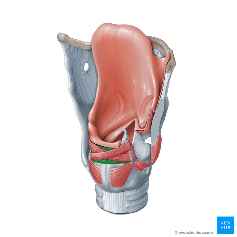 Transverse arytenoid muscle (musculus arytenoideus transversus)