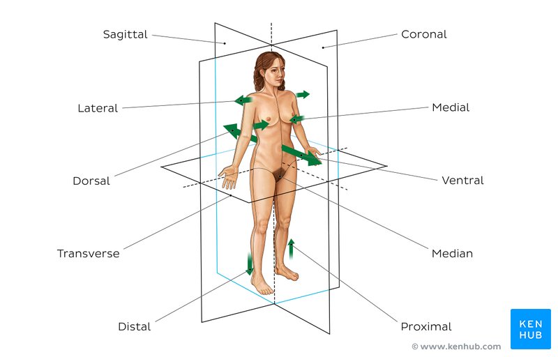 Labeled diagram of the planes and directional terms of the body