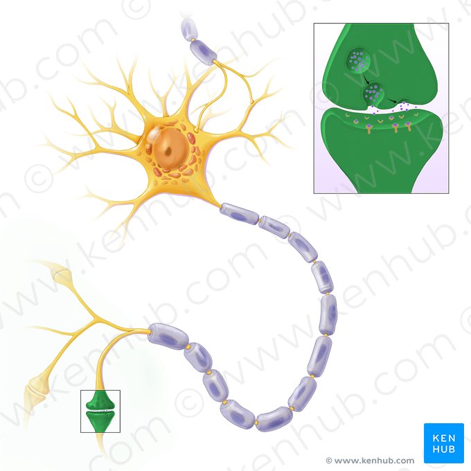 Synapse (Synapsis); Image: Paul Kim