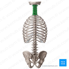 Cervical vertebrae (Vertebrae cervicales); Image: Yousun Koh