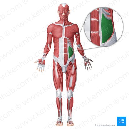 Músculo oblicuo interno del abdomen (Musculus obliquus internus abdominis); Imagen: Irina Münstermann