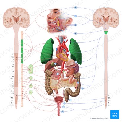 Pulmón (Pulmo); Imagen: Paul Kim