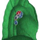 Embriologia e anatomia detalhada do pulmão