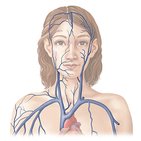 Main veins of the head and neck
