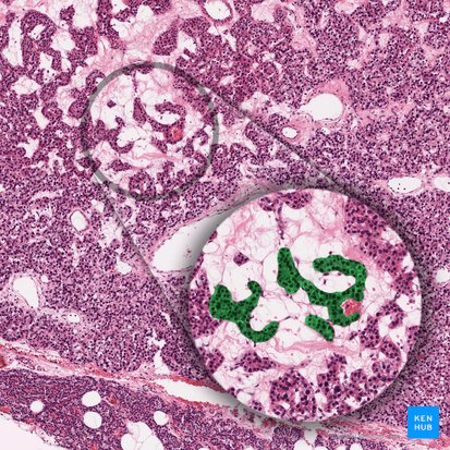 Parathyrocytus endocrinus (Hauptzelle der Nebenschilddrüse); Bild: 