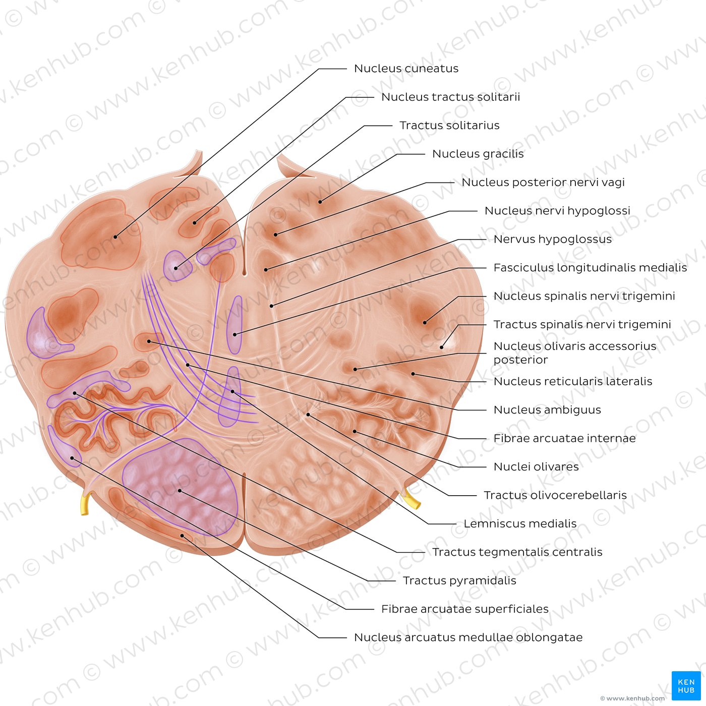 Cross section of the medulla oblongata: Hypoglossal nerve level