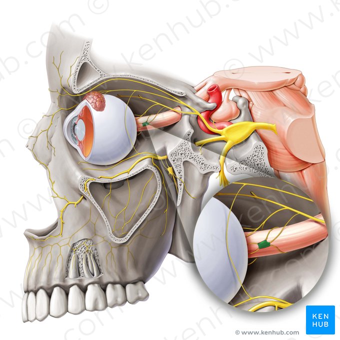 Gânglio ciliar (Ganglion ciliare); Imagem: Paul Kim