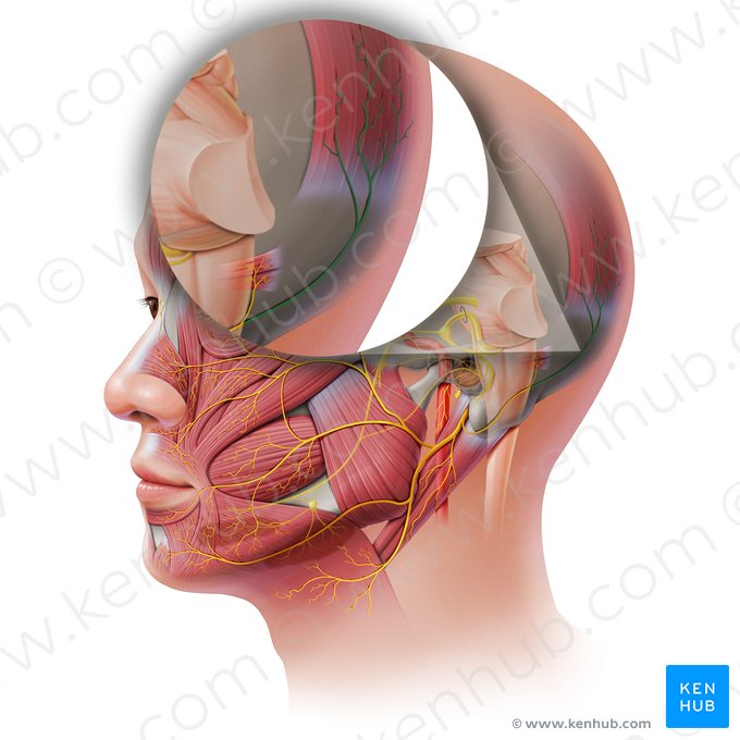 Ramo occipital do nervo auricular posterior (Ramus occipitalis nervi auricularis posterioris); Imagem: Paul Kim