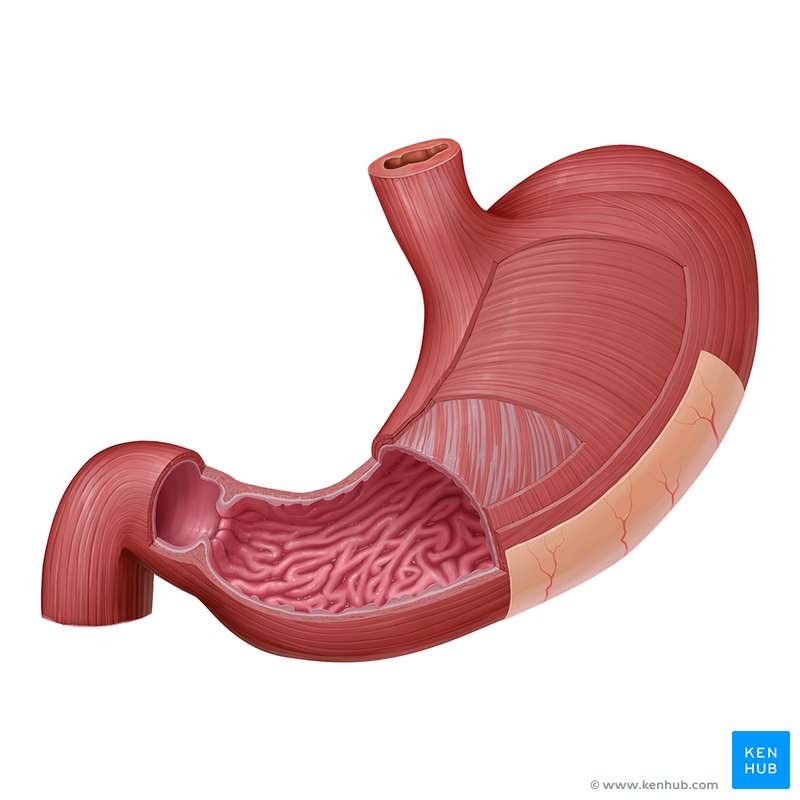 Estomac Anatomie, fonction, vascularisation, innervation Kenhub