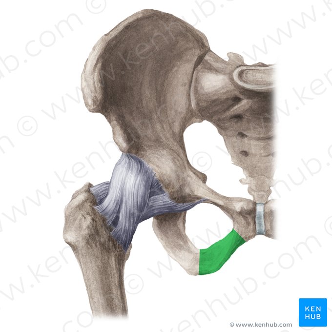 Ramus inferior ossis pubis (Unterer Ast des Schambeins); Bild: Liene Znotina