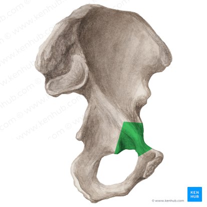 Ramo superior do púbis (Ramus superior ossis pubis); Imagem: Liene Znotina