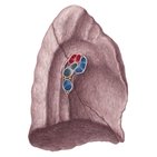 Medial view of the lungs