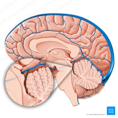 Vena superior cerebelli (Obere Kleinhirnvene); Bild: Paul Kim